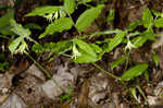 Yellow fairybells <BR>Yellow mandarin